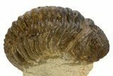 Bargain, Morocops Trilobite - Ofaten, Morocco #341312-2